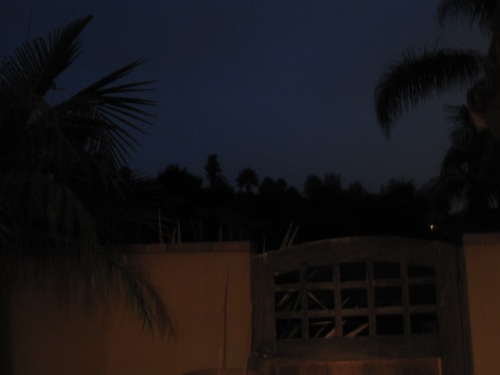 palms outlined in the dark