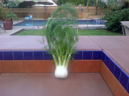The fennel bulb, lounging by the pool