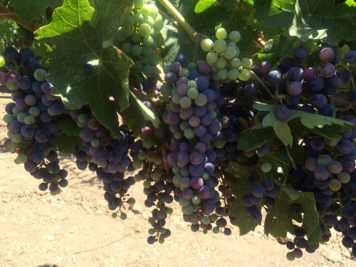 Cabernet grapes undergoing veraison at Frog's Leap Winery in Napa Valley.