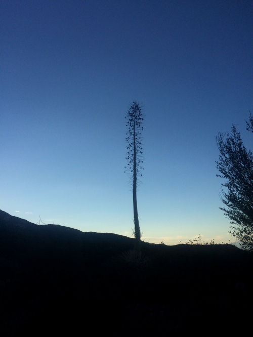The stately yucca stalk stands out like a sculpture in the early morning sky.
