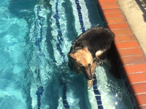 Roxy dog in the pool